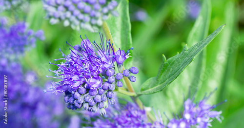 Closeup of a Caryopteris in Bloom