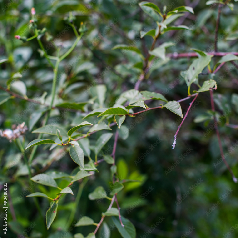Bushes isolated Bushes isolated