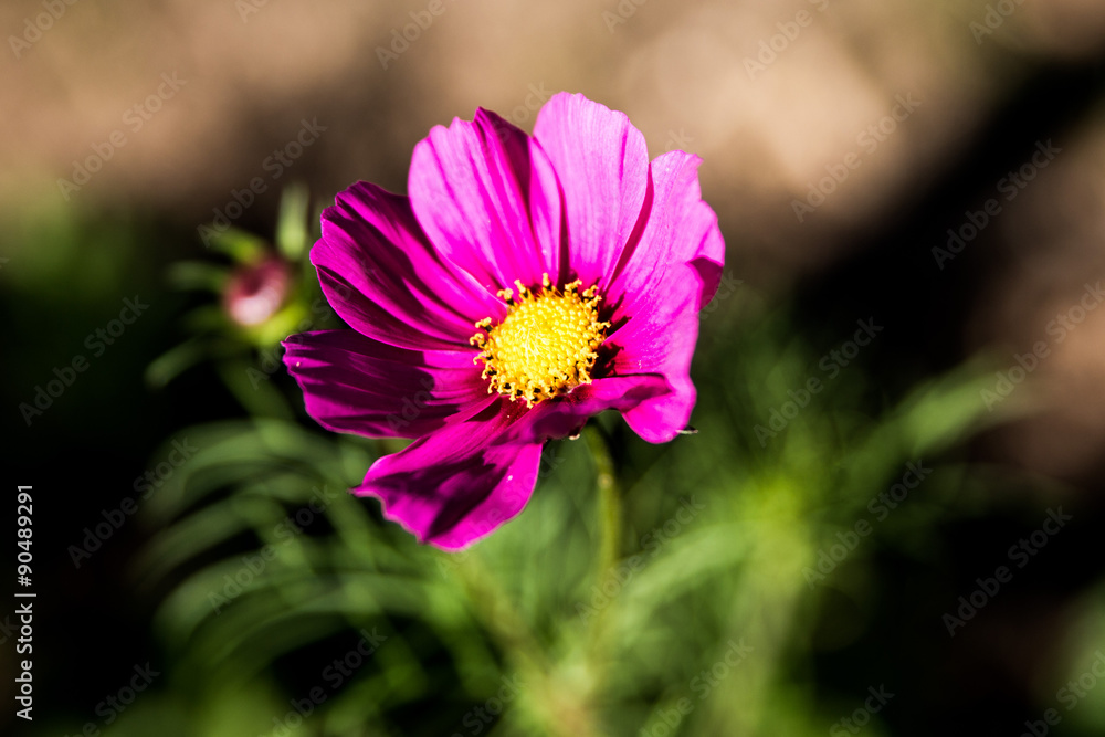 Obraz premium Blüte in violett