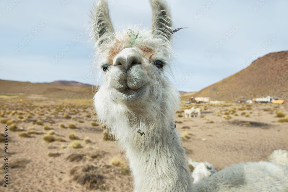 Obraz premium Closeup of a Llama in northern Argentina