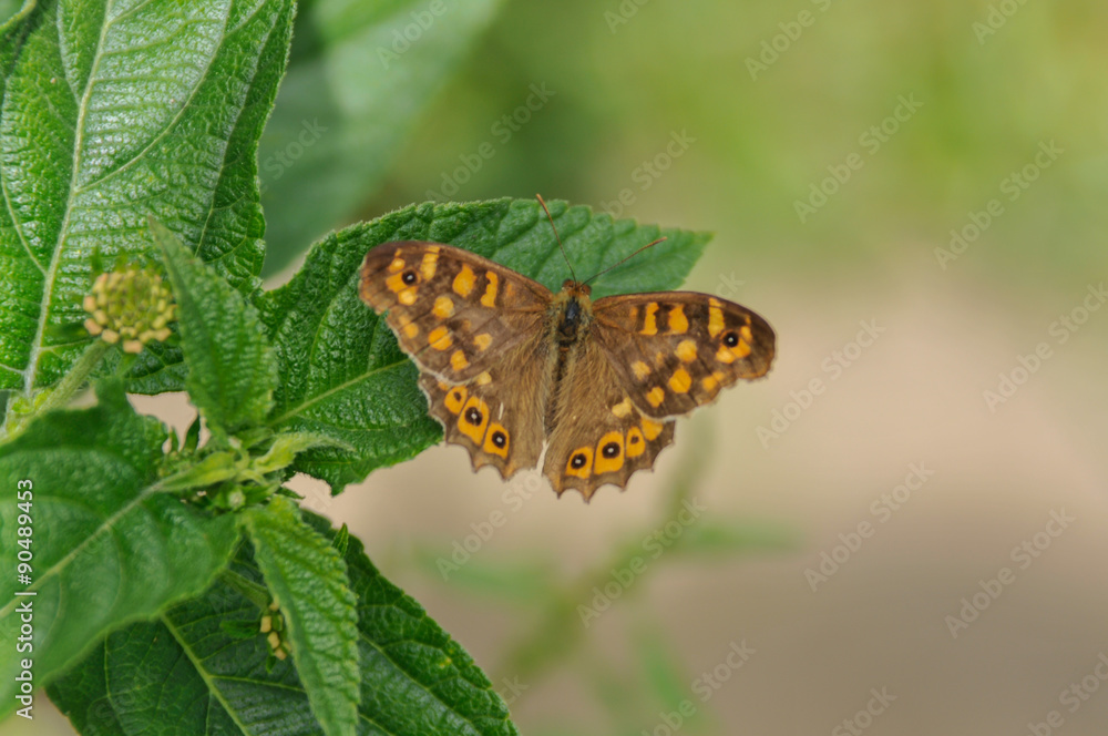 Obraz premium Borboleta