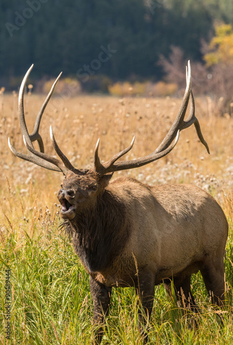 Bull Elk Bugling © natureguy