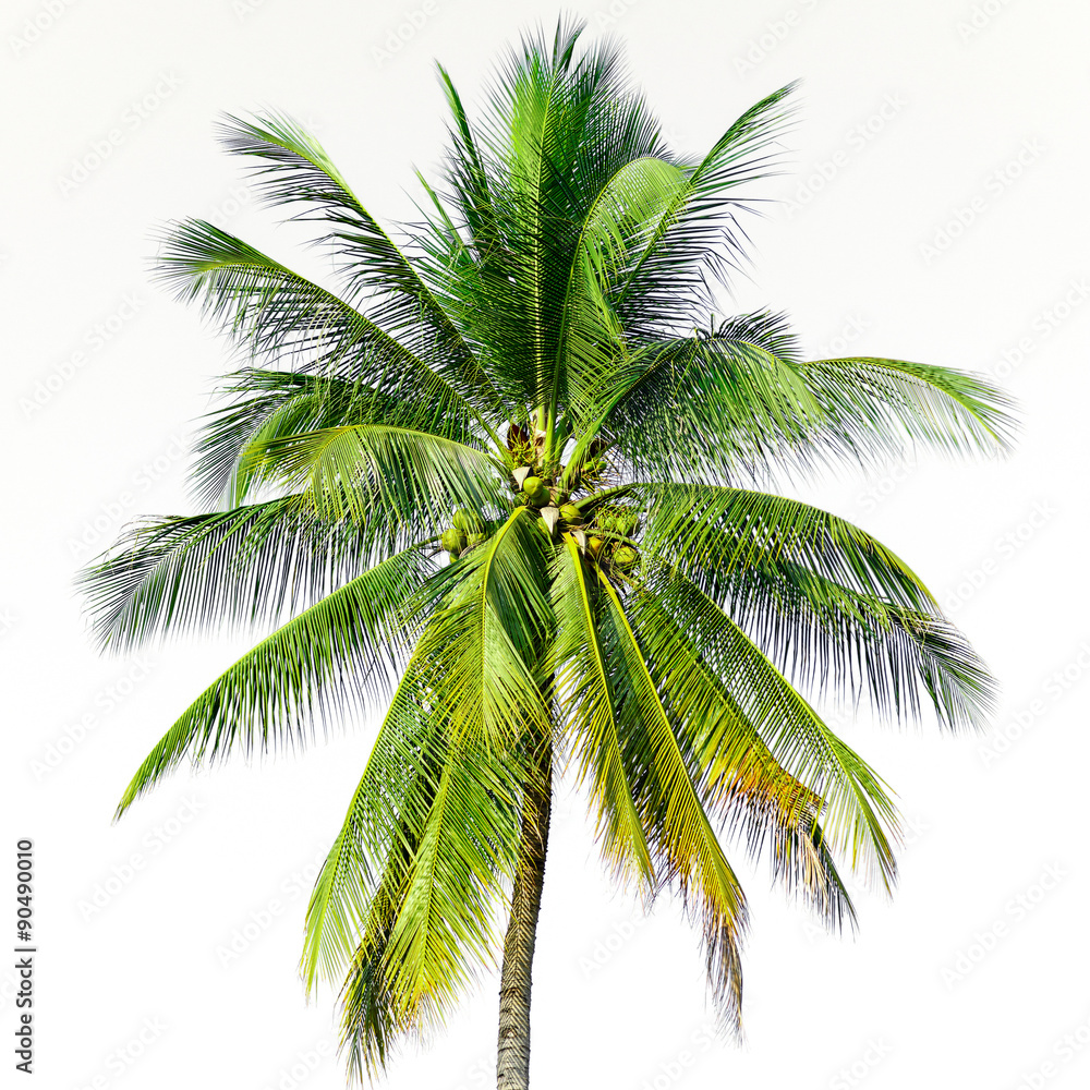 Fototapeta premium coconut tree isolated on white background