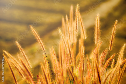 grass in the golden light