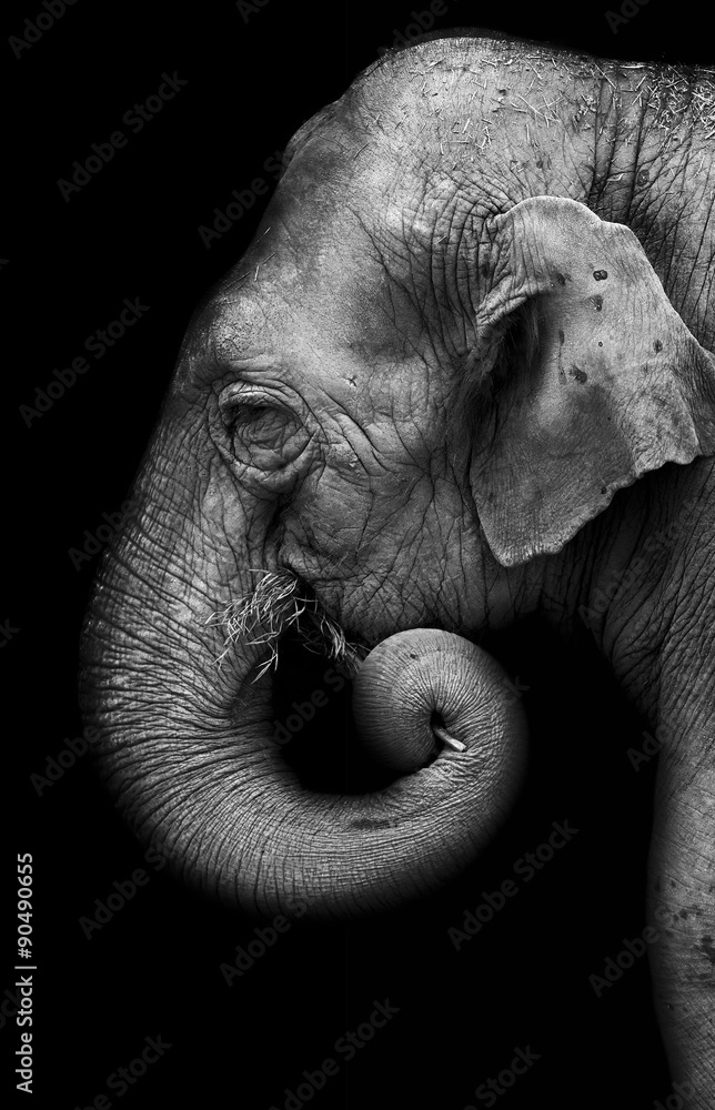 Obraz premium Portret słonia