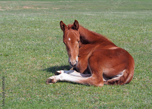 Little chestnut foal rests on the green lawn 