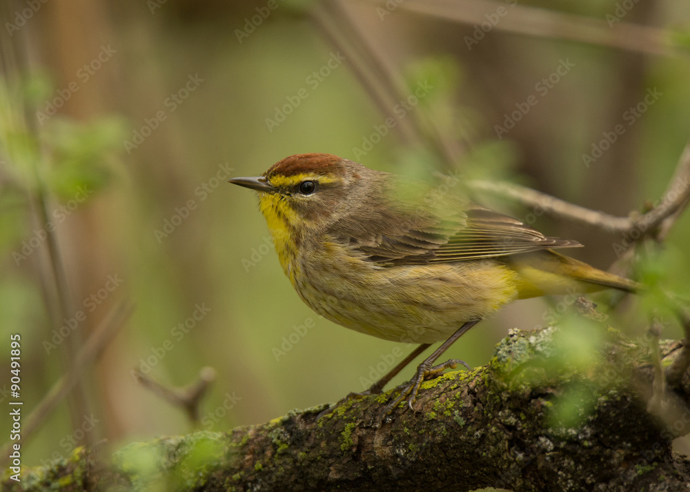 Fototapeta premium Palm Warbler