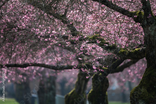 Wallpaper Mural Whitcomb cherry Torontodigital.ca