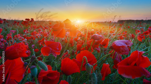 Fototapeta Naklejka Na Ścianę i Meble -  Poppies