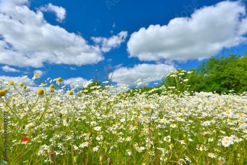 Fototapeta Naklejka Na Ścianę i Meble -  Сamomiles