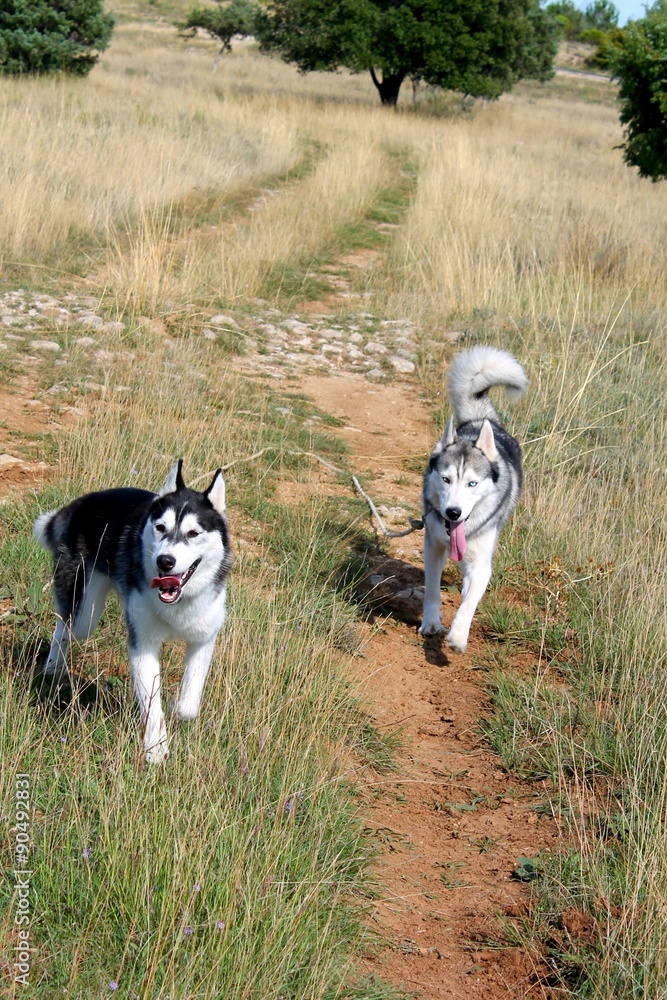 Chiens Husky de Sibérie en balade cévenole Chiens Husky de Sibérie en balade cévenole