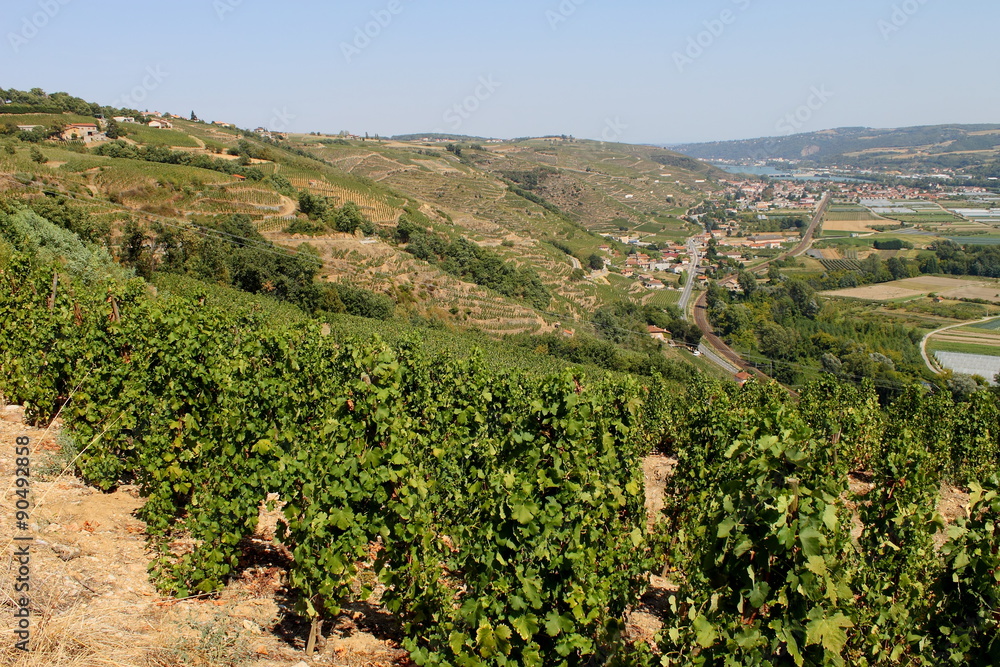 Vin, Vigne, Vignoble, Vallée Du Rhône, Côtes Du Rhône, France