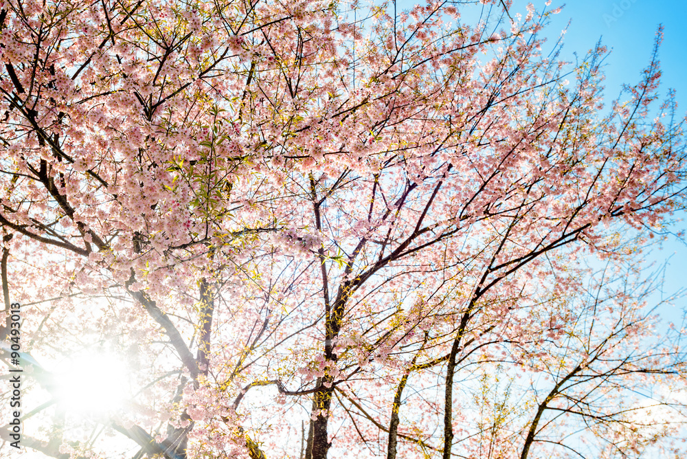 sakura blooming in winter at Doi Pui mountain ,Chiang mai ,Thailand sakura blooming in winter at Doi Pui mountain ,Chiang mai ,Thailand
