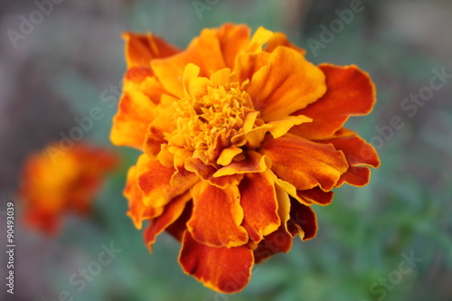 Fleur orange et jaune d'œillet d'Inde Bonanza © sebgo