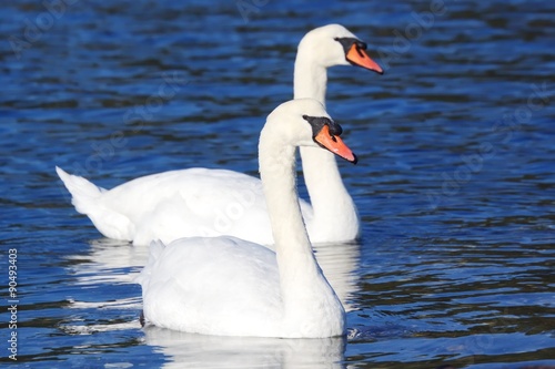 White Mute Swans