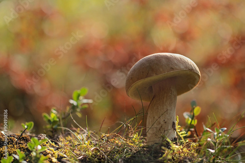 Boletus mushroom in the forest