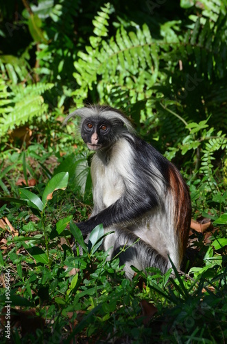 Scimmia rossa di Zanzibar