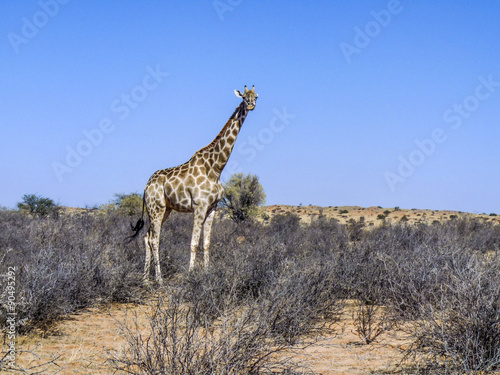giraffe in Kgalagadi Transfrontier Park eats from the trees