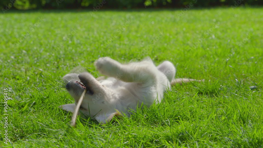 Cute Golden Retriever Puppy is Playing with a Stick Cute Golden Retriever Puppy is Playing with a Stick