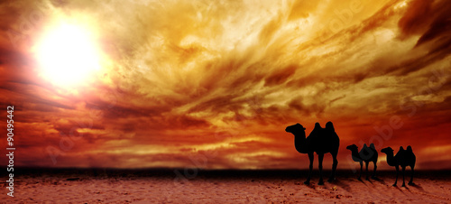 cammelli nel deserto controluce