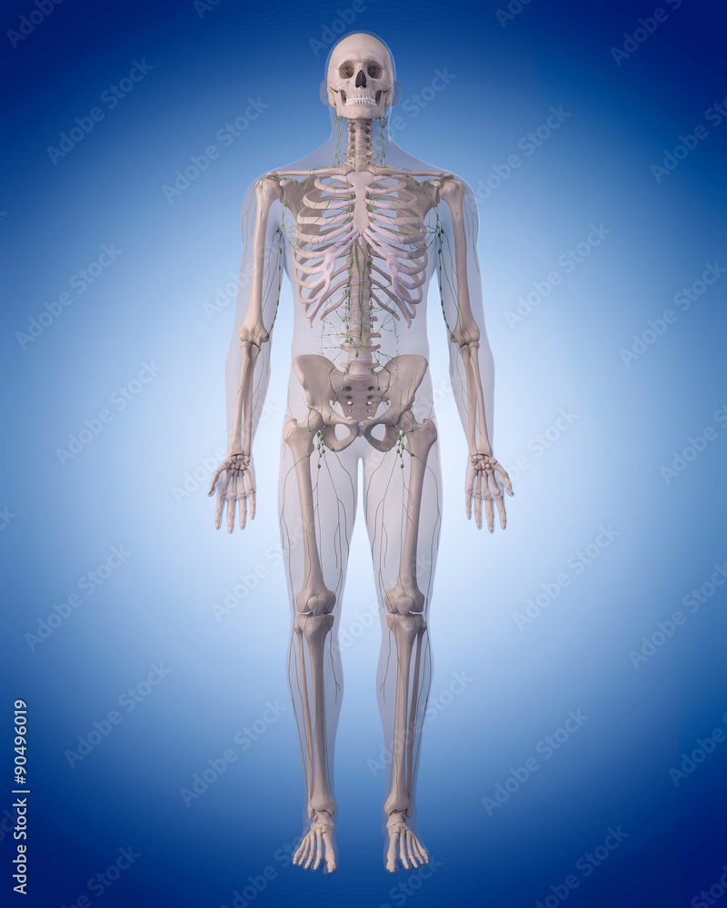 medically accurate illustration of the lymphatic system . medically accurate illustration of the lymphatic system .