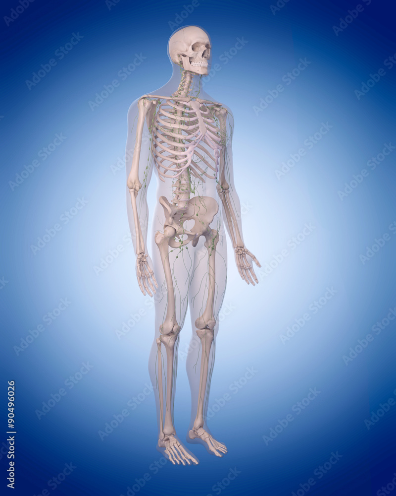 medically accurate illustration of the lymphatic system . medically accurate illustration of the lymphatic system .