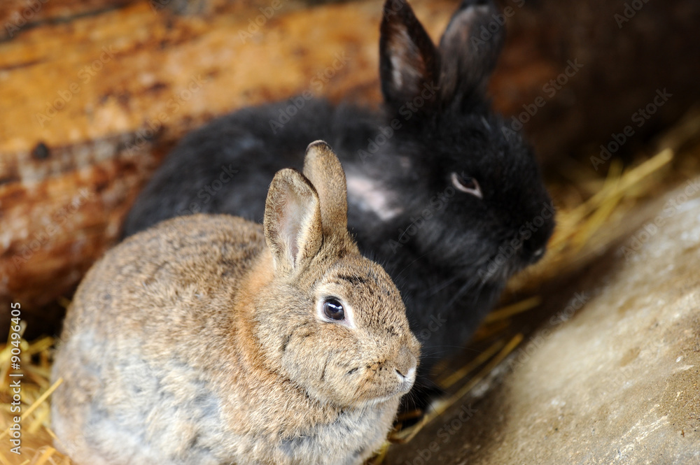 Fototapeta premium Cute rabbits sitting in hay in a farm