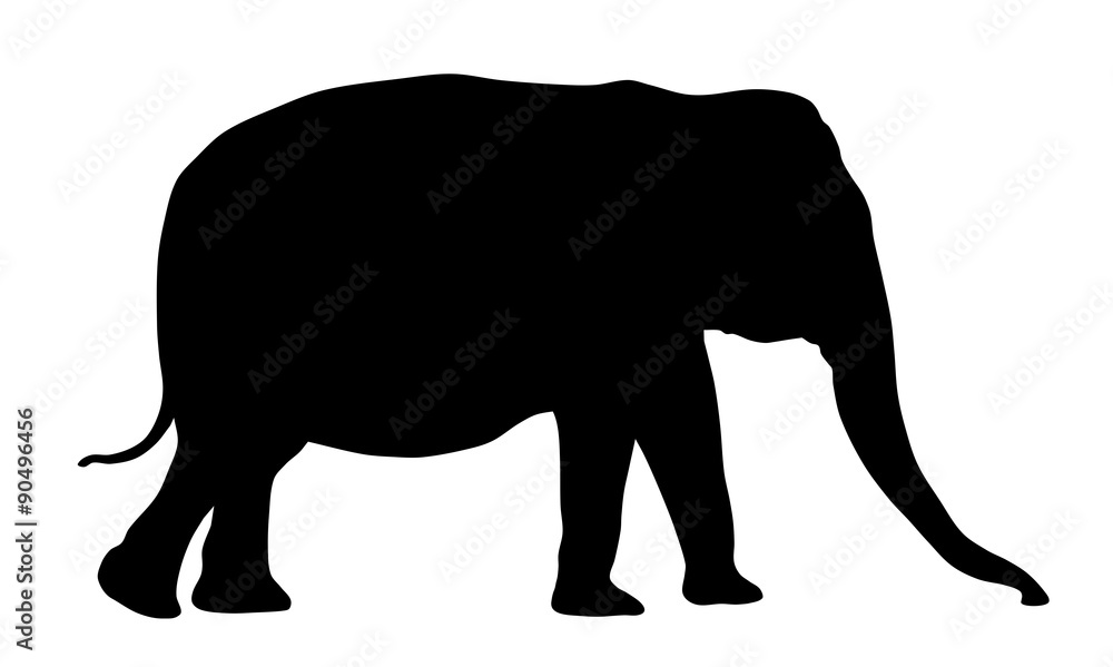 Fototapeta premium Elephant