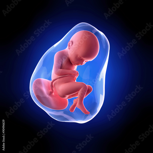 weekly development of a human fetus - week 32 photo