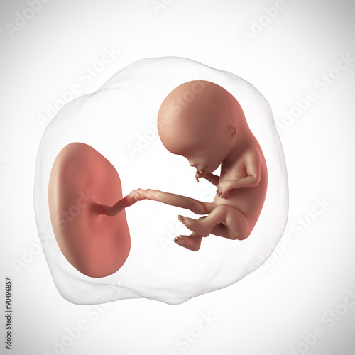 weekly development of a human fetus - week 12 photo