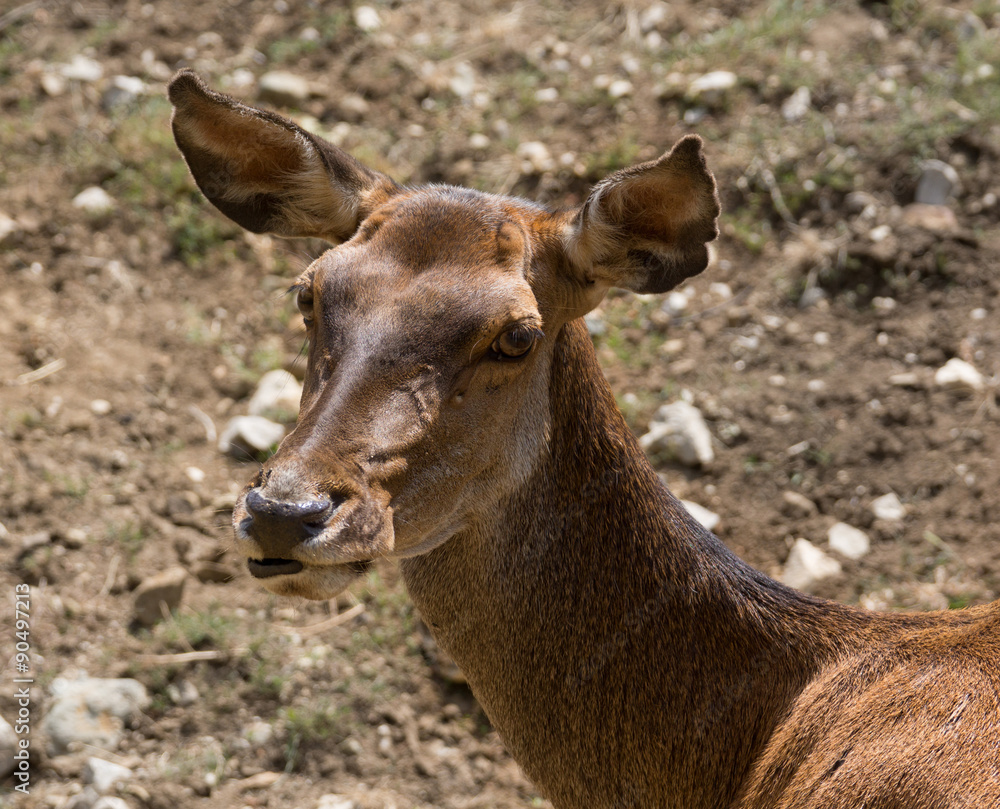 Red deer hind Red deer hind