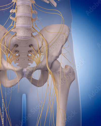 medically accurate illustration - nerves of the  hip photo