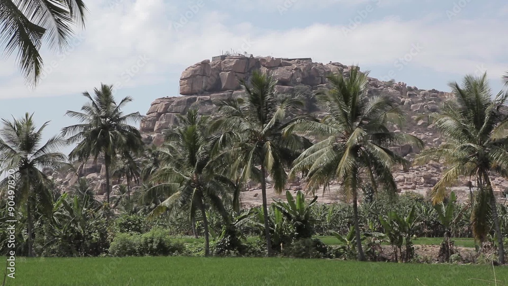 Green rice paddy fields with palm trees and mountains in the background in Hampi, Karnataka, India. Workers weed rice. Green rice paddy fields with palm trees and mountains in the background in Hampi, Karnataka, India. Workers weed rice.