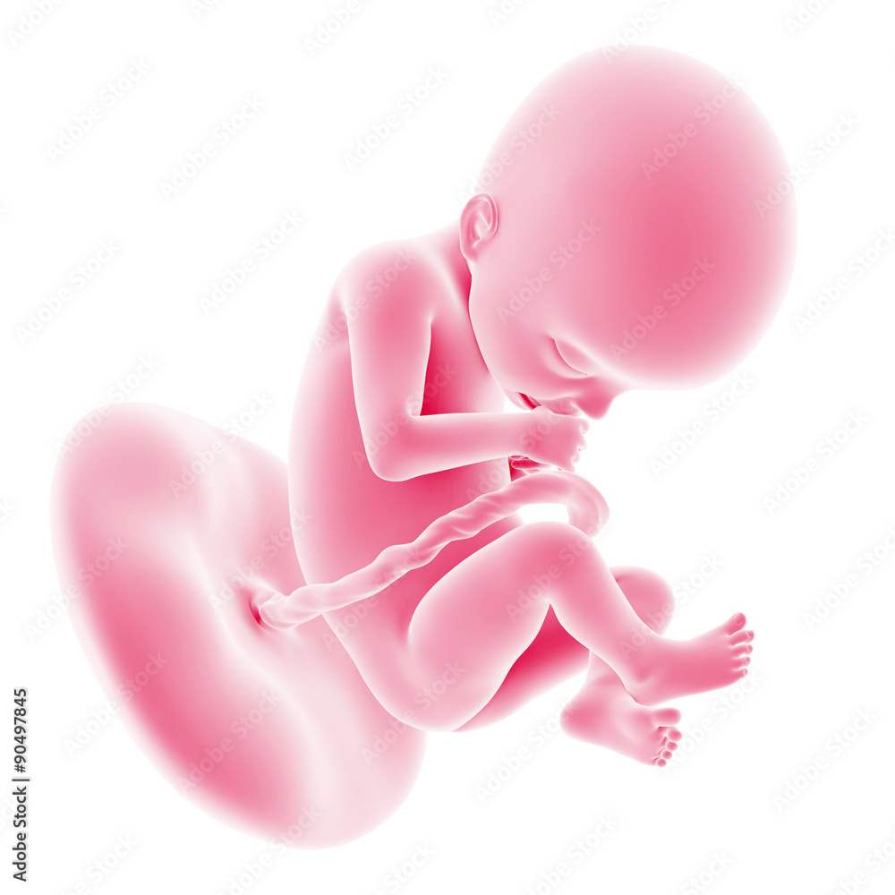 illustration of the fetal development - week 22