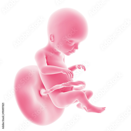 Fotografia, Obraz illustration of the fetal development - week 20