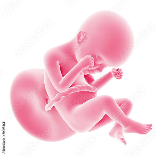 Canvas Print illustration of the fetal development - week 24