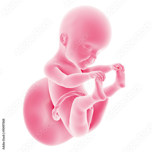 Photo illustration of the fetal development - week 25