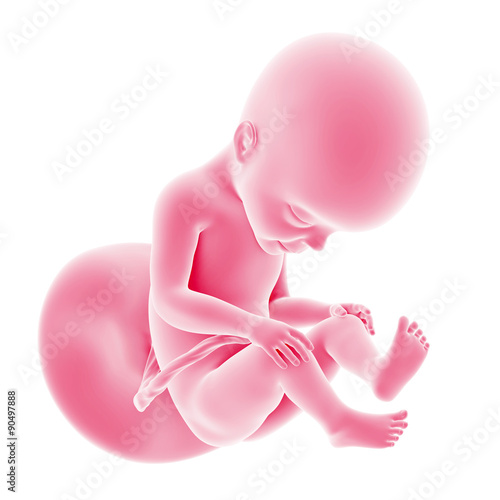 illustration of the fetal development - week 27