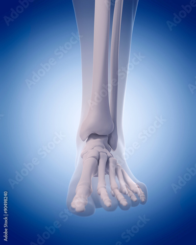 medically accurate illustration - bones of the foot
