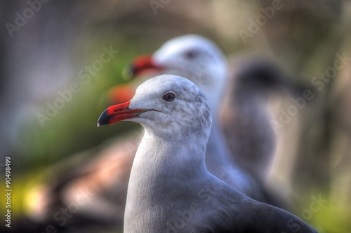 Seagull Portrait © jondavatzphoto