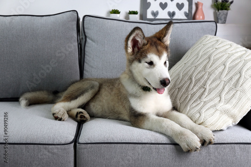 Cute Alaskan Malamute puppy on sofa  close up