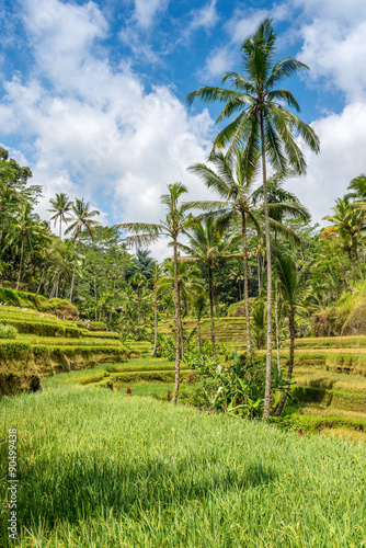 Incredible green rice field Bali, Indonesia