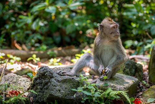 Baby monkey  Bali  Indonesia