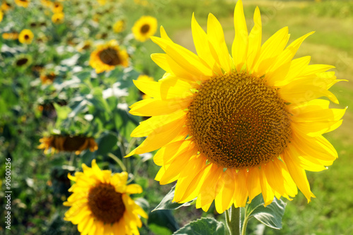 Fototapeta Naklejka Na Ścianę i Meble -  Beautiful sunflowers growing in field