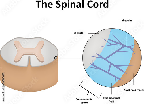 The Spinal Cord Illustration