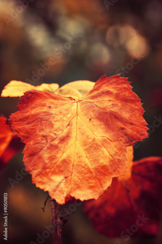 autumn leaf on the tree yellow orange