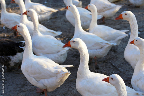 Group of white domestic geese on the farm.