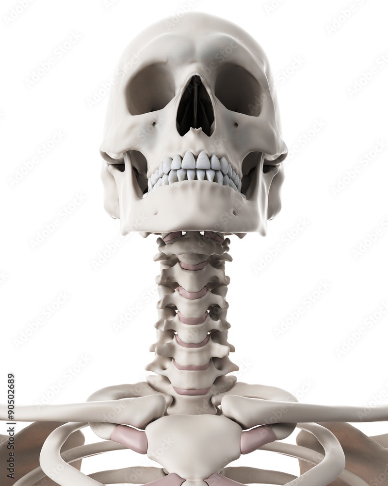 medically accurate illustration of the skeletal system - the neck