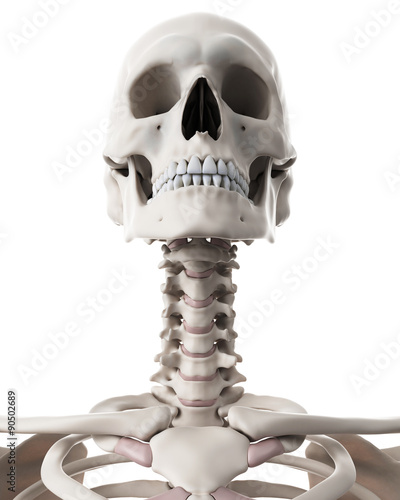 medically accurate illustration of the skeletal system - the neck