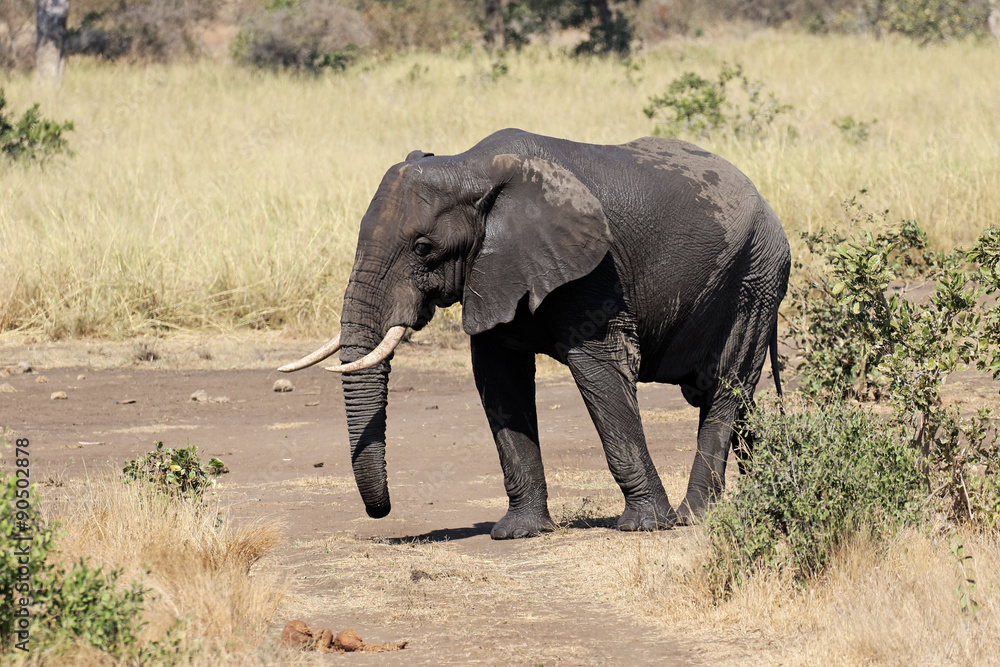 Fototapeta premium African elephant, Loxodonta africana